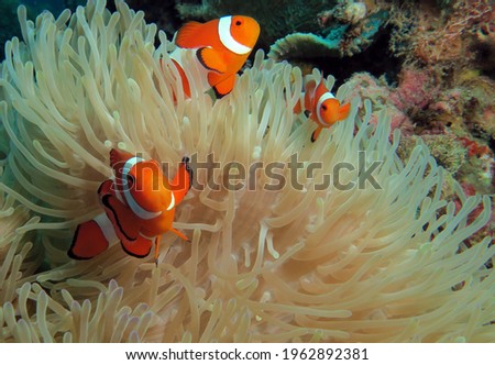 Three False clown anemonefish on anemone Boracay Philippines                                                   