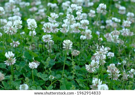 blooming white clover in the field