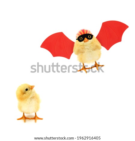 Two chicks one looking in other crazy chick superhero flying up with red wings trendy concept isolated on white background funny photo