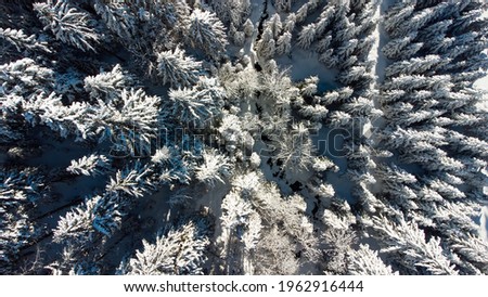 Bird's eye view of a spruce forest covered with snow in a sunny day of winter. Spruce forest divided by a creek is resting under the snow blanket in the Jeseníky mountains near Dolní Morava village. 