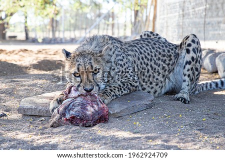 a pet cheetah eats a piece of meat in the Namib desert
