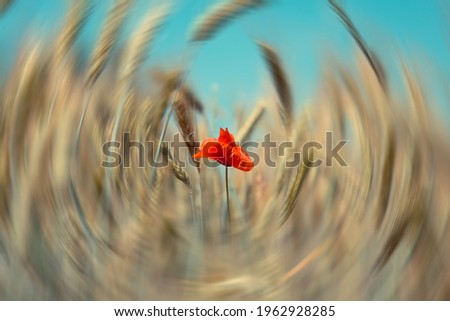 Red poppy flower in a field in spring with radial blur background
