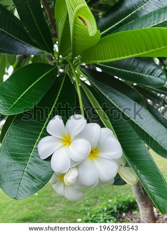white plumeria flowers on branches on green leaves, looks beautiful and fresh. Take pictures in a vertical position