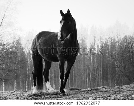 Monochrome image of portrait of beautiful black horse with white blaze. Forest in the background