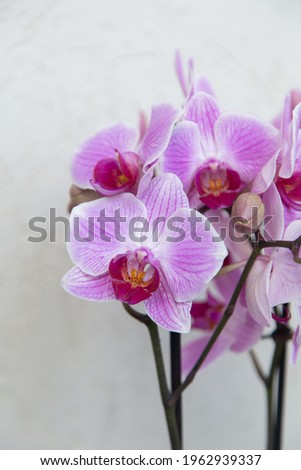 Purple orchid in pots in loft interior, phalaenopsis flowers photo on loft background