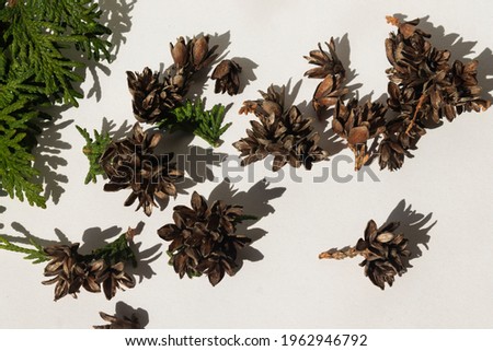 A branch of thuja and cones on a white background. Sunlight. Free space. Space for the text. Close-up. Health. Beauty. Nature.
