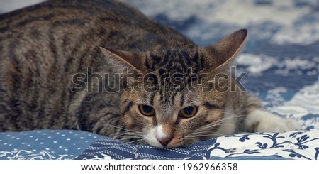 cute shy tabby with white shorthair cat on the couch