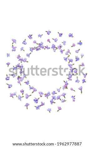 A composition with live spring flowers on a white background. Lilac flowersin the shape of a circle. Oleaceae