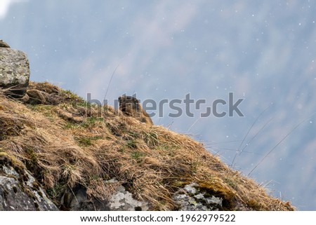 a marmot to his cave in the mountains on a cloudy and rainy spring day