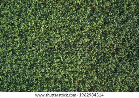 Green grass soccer field background. Aerial view of a grass plantation.