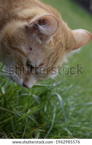 Ginger cat is smelling the garden's grass photography