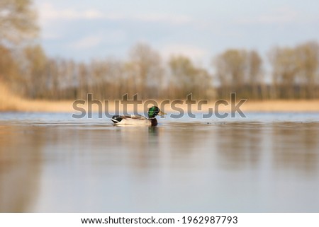 duck is swimming in water