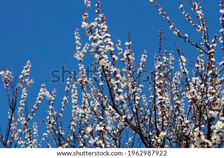 Blooming cherry branches. Spring. Close-up