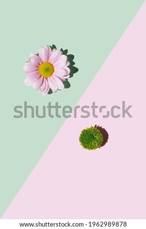 Lovely pink daisy flower on pastel green background placed in diagonal to fresh green zinnia flower against gentle pink background. Flat lay composition.