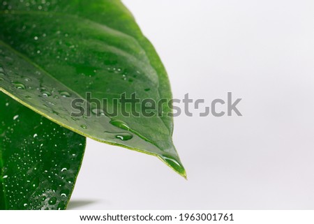 Macro close-up green leaf plants with a drop of water on a black background with place for text