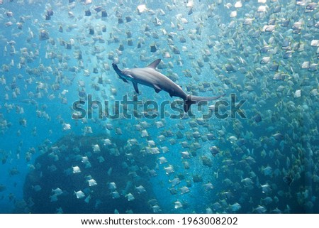 A hammerhead shark swimming among a shoal of silver moony fish (or diamondfish), which are trying to escape from the ferocious predator, in the huge Xpark Aquarium, in Zhongli, Taoyuan City, Taiwan