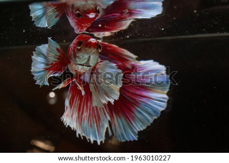 TROPICAL FRESHWATER AQUARIUM WITH BIG RED FISH Stock Photos and 