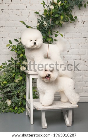 Two little Bichon Frize stand on white wood chair muzzle in camera