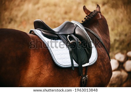 On an autumn day, a rear view of a standing bay horse with a braided mane, on the back of which a black leather saddle is worn. Equestrian sports. Royalty-Free Stock Photo #1963013848
