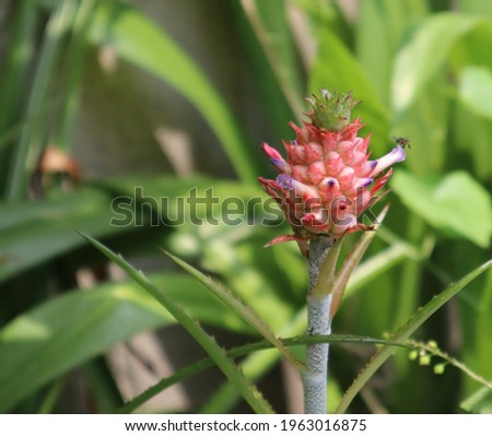 Dwarf or miniature Pineapples Variegated (Ananas Lucidus, Ananas comosus). Sprouting flower orange pink, purple Lovely. Curagua Cute Small Fruit 3-5 cm, Dwarf pineapple ornamental for Home Decoration.