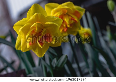 The first spring flowers. Yellow terry blooming daffodil on a sunny day. Yellow beautiful daffodil flower on a blurry green background.