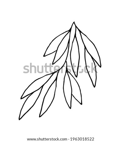 Herb for elegant design, botanical design. Vector on a white background.