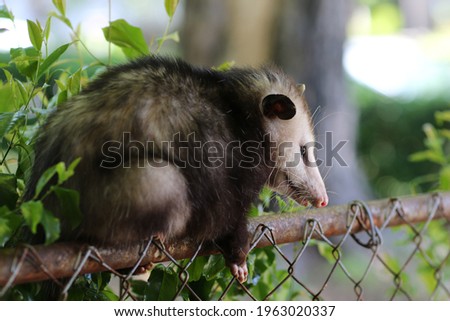 Possum on a fence in backyard suburbs city wildlife, southeast US wildlife