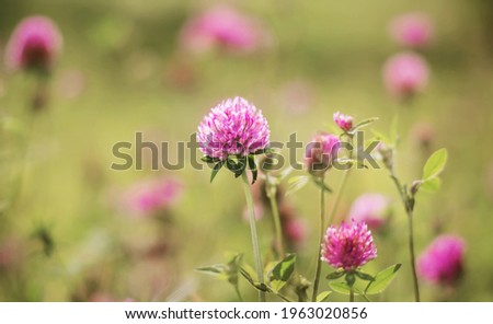  Pink flowers fragrant beautiful clover grow in the field, illuminated by the light of the morning sun. Summer idyll. Happiness.