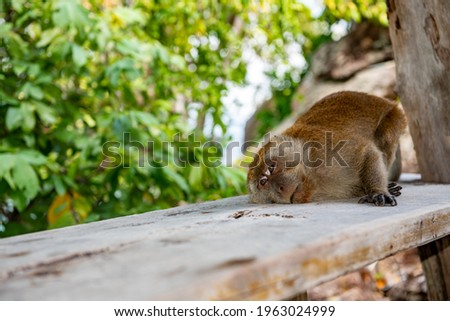 Young monkey is lying happily on the wood on the island.