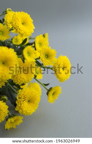 Yellow chrysanthemums on a gray background. Bright, beautiful flowers