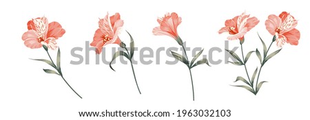 Set of differents alstroemeria flowers on white background. Royalty-Free Stock Photo #1963032103