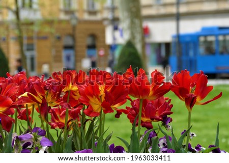Zagreb city panorama with red and purple tulips