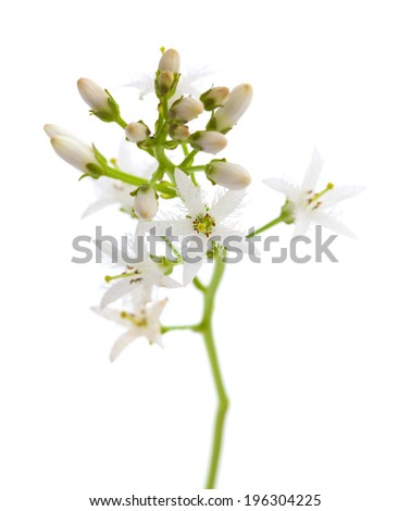 Bog bean flowering isolated on white