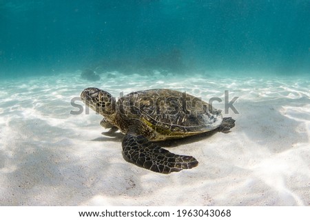 Green Sea Turtles are common inhabitants of the Ningaloo Reef. They can often be found swimming in shallow waters where snorkelers can have a swim with them. 