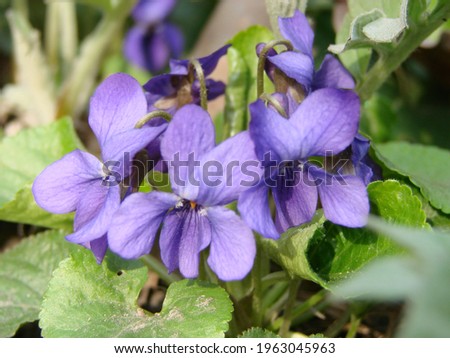 Viola reichenbachiana. Viola plant with multicolor flowers , Common Violet, Viola tricolor, pansy flowers, viola wittrockiana