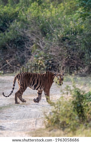 Panthera Tigris in its natural habitat at Jim Corbett National Park, India