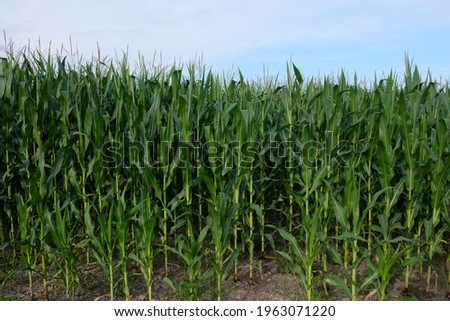 Plants of corn on a farm field under a blue sky. Agricultural landscape.