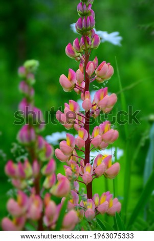 Flowers of pink lupine with green leaves on the grass background. Stock Photo