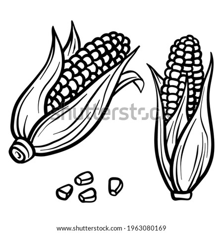  Corn isolated on white background. Corn cob. Vector hand drawn outline illustration. Ingredient for cooking. Harvest. Farm vegetable. Royalty-Free Stock Photo #1963080169
