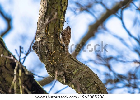 A Treecreeper searching for food on the branch of an Oak Tree in the Derbyshire Dale’s