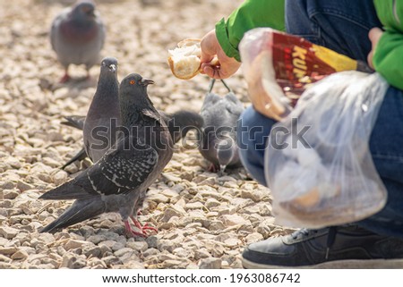 Feeding feral pigeons with white bread.
