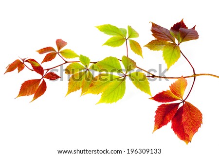 multi colored autumn leaves isolated on a white background