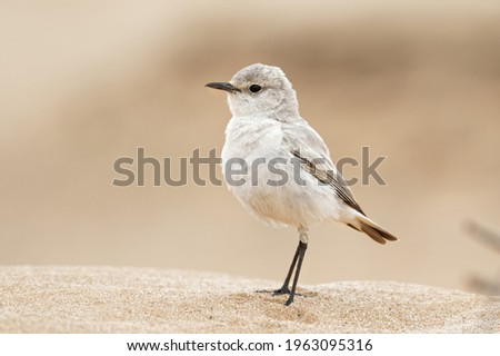 Woestijntapuit, Desert Wheatear,  oenanthe deserti. The Wüstenschmätzer is a wheatear, a small passion bird that was formerly classified as a member of the thrush family 