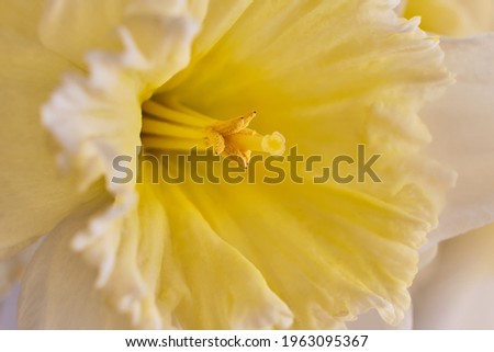 Macro petals of White and Yellow Narcissus trumpet, daffodil, Narcissus pseudonarcissus, macro detail, on a light background. soft focus.