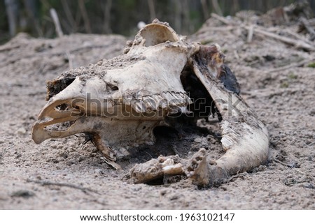 old deer skull lying on the ground.