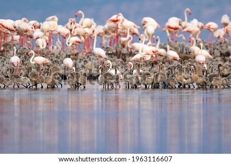 Greater Flamingos and chicks on Lake Natron in Tanzania Royalty-Free Stock Photo #1963116607
