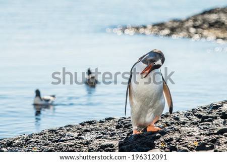 Gentoo Penguin (Pygoscelis papua) on the Antarctic coast