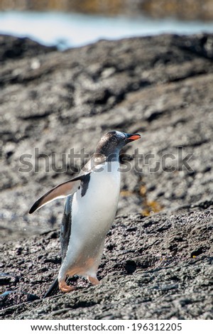 Gentoo Penguin (Pygoscelis papua) on the Antarctic coast