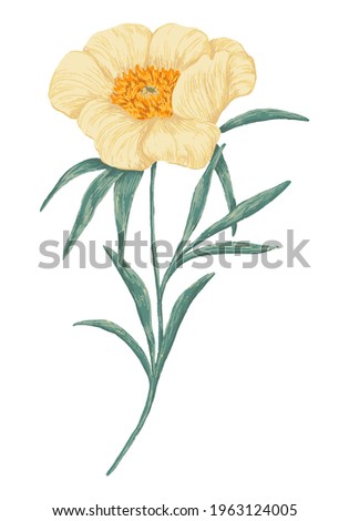 Peony Claire de Lune plant. Colored wildflower drawing. Hand drawn vector illustration. Botanical clipart isolated on white. Gentle single element for design, card, print, decor, typography, sticker.