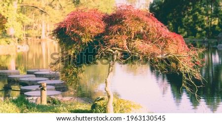 Bonzi tree in Japanese Garden in Richmond Va April 27, 2021